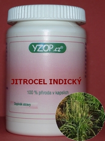 MACETERO INDIO (PSYLLIUM) - 50 cápsulas | YZOP