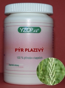 PYR CREEPING - 50 cápsulas | YZOP